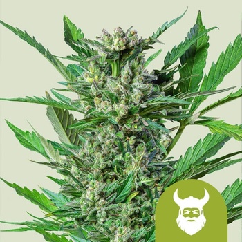 Royal Queen Seeds Royal Dwarf AUTO semena neobsahují THC 10 ks