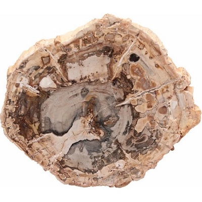 Nefertitis Zkamenělé dřevo leštěný řez 26 NF63910 - cca 10 x 9,1 cm, 244 g