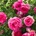 Meilland® Pink Eden Rose ® / Cyclamen Pierre de Ronsard