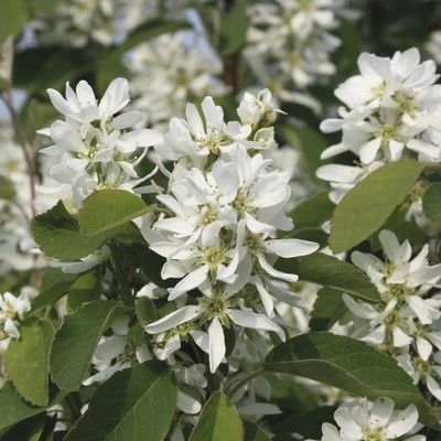 Muchovník olšolistý FloraSelf Amelanchier alnifolia 'Obelisk' výška 50-60 cm kvetináč 6 l
