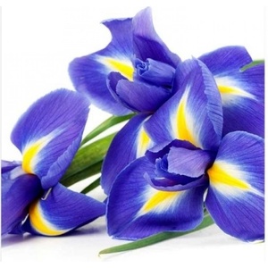 DIMEX ART Флизелинов фототапет ирис 225 x 250 см
