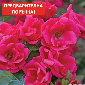 Kordes® Роза Gartenfreund® - (Kordes®)