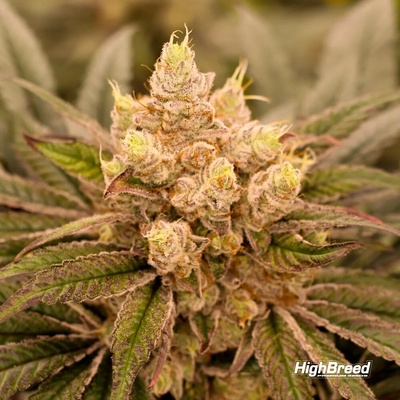 Highbreed Seeds Sherbet Jedi Joint semienka neobsahujú THC 12 ks