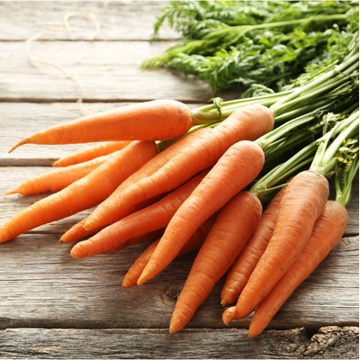 BIO Mrkev raná Touchon - Daucus carota - bio prodej semen - 200 ks