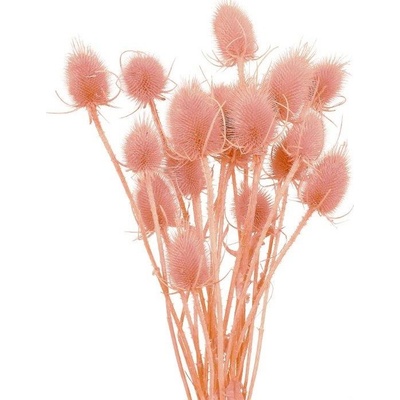 bodlák color pink