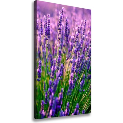 Vertikálny foto obraz canvas Pole levanduľe 50x100 cm