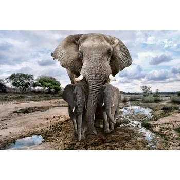 DIMEX ART Флизелинов фототапет семейство слонове 375 x 250 см