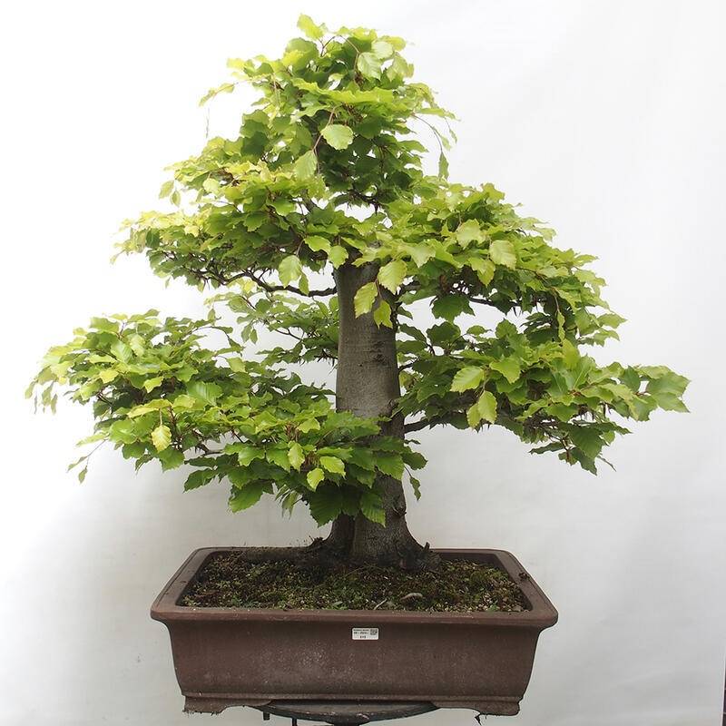 Bonsai Buk Lesni (buku lesního, Bonsaj Lesní, vegetačního období, bonsaje buku, bonsaje buku lesního) Bonsai Buk Lesni