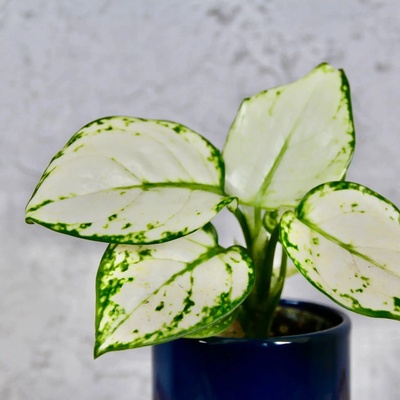 Aglaonema Snow Flake baby