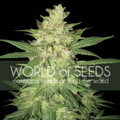 World of Seeds Colombian Gold Ryder AUTO semena neobsahují THC 3 ks