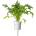 Click & Grow Семена Click and Grow Японска мизуна, 3 броя (SGR93X3)