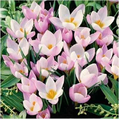 Krokus Firefly - Crocus sieberi - hlízy krokusu - 3 ks