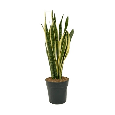 Sansevieria laurentii 21x80 cm