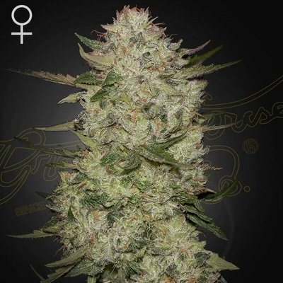 Green House Seed West Coast OG x Gelato Auto 41semienka neobsahujú THC 1 + 1 ks HighCloudZ Auto