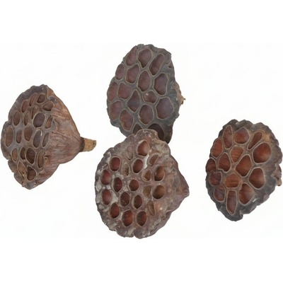 lotos střední, 6-8 cm, cena za 20 ks