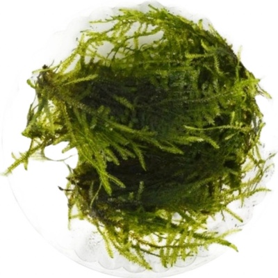 Vesicularia dubyana