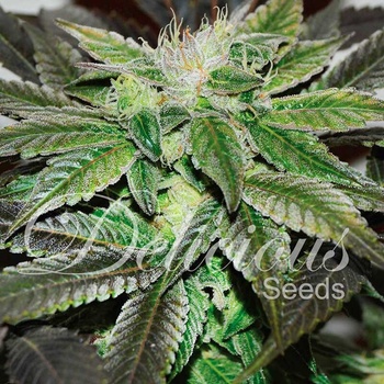 Delicious Seeds Sugar Candy semena neobsahují THC 3 ks