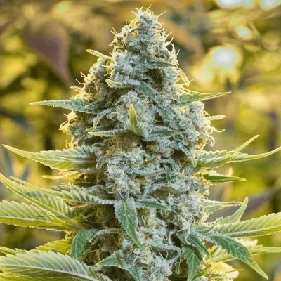 MobySilent Seeds Dick semienka neobsahujú THC 10 ks