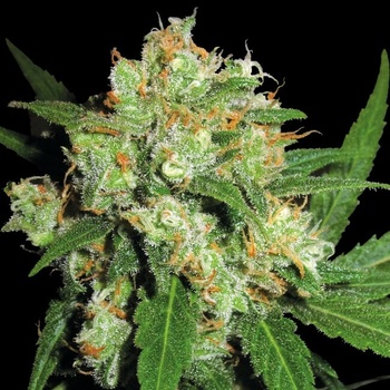 Sensi Seeds Sensi Skunk semena neobsahují THC 3 ks