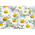 DIMEX ART Флизелинов фототапет поле с маргаритки 375 x 250 см