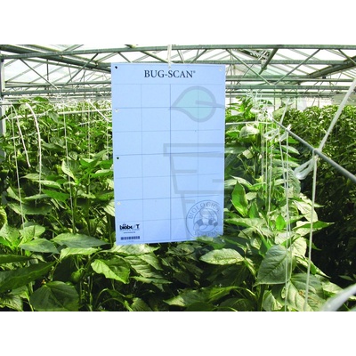 Biobest BUG-SCAN® син лепкав капан срещу трипси - 10 бр. (10x25см) (13034)
