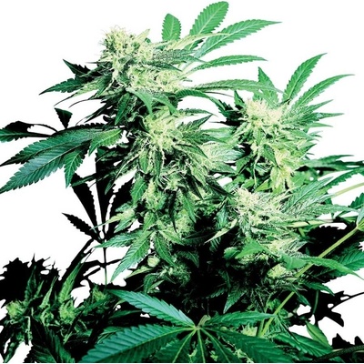 Sensi Seeds Skunk Kush semienka neobsahujú THC 5 ks