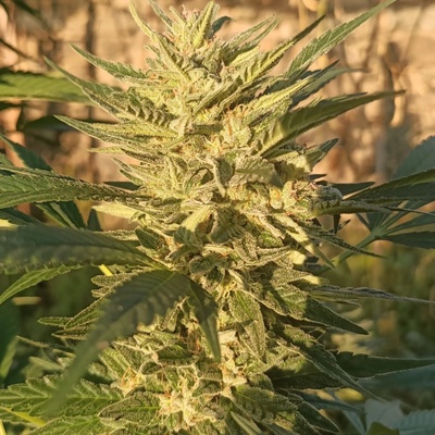Ace Seeds Creeper Gouge regular semienka neobsahujú THC 10 ks