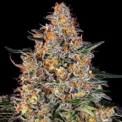 Barney's Farm Bubba Kush semienka neobsahujú THC 3 ks