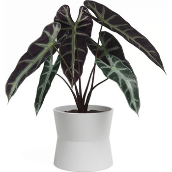 Artevasi Керамична саксия за цветя ø 14 cm Diana - Artevasi (ZAC-848557)