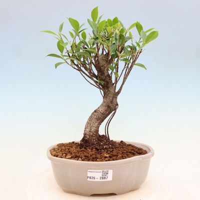 e-bonsai Pokojová bonsai - Ficus kimmen - malolistý fíkus