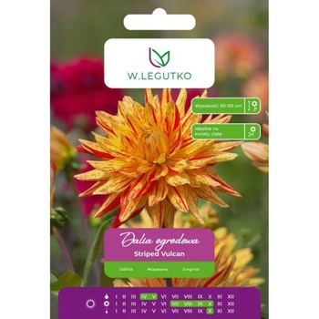 W. Legutko Далия на райета, червена и жълта, 1 брой