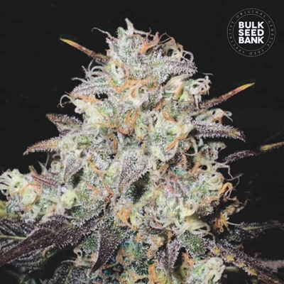 Bulk Seed Bank Auto Cocopopo semienka neobsahujú THC 100 ks
