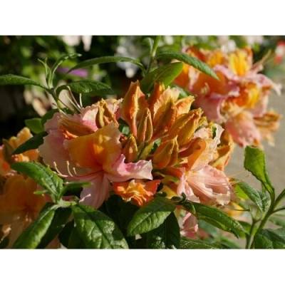Azalka veľkokvetá (Azalea Mollis) ´PINOCCHIO´ - výška 40-60 cm, kont. C3L