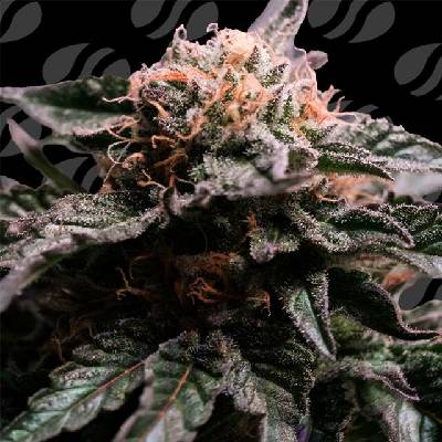 Original Sensible Seeds Banana Fumes semena neobsahují THC 3 ks