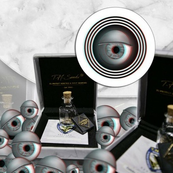 T.H. Seeds MK-Ultra Cake regular semena neobsahuji THC 11 ks