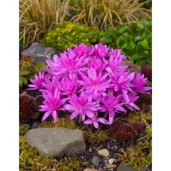 Ocún 'Waterlily' 1 ks