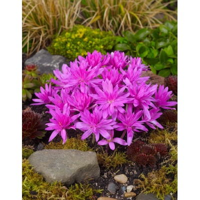 Ocún 'Waterlily' 1 ks