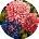 Ideyka Painting by numbers - Colorful bouquet d39cm