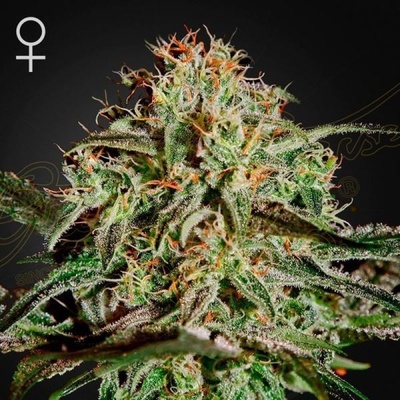 Green House Seeds A.M.S. semena neobsahují THC 5 ks