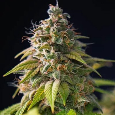 PowerStrains Gorilla Zkittlez semena neobsahují THC 1 ks