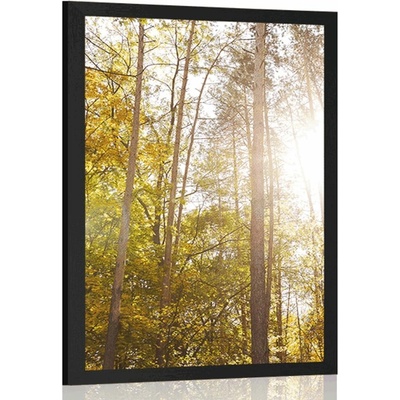 Plakát les v podzimních barvách - 30x45 black