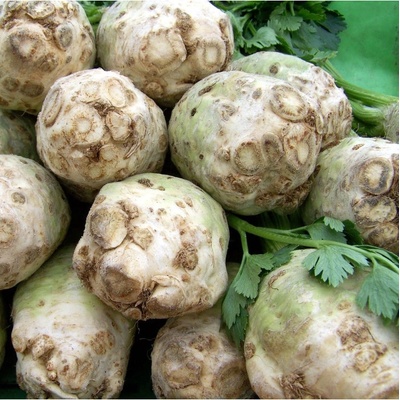 Zeler buľvový Albin - Apium graveolens - semená zelera - 0,5 g