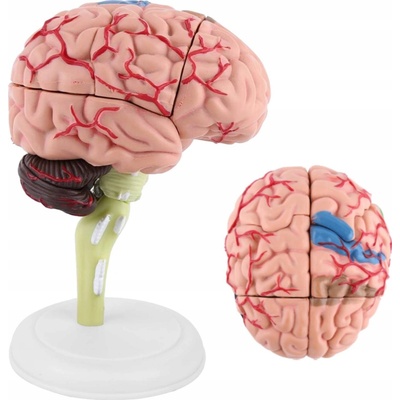 4D MOZKU MODEL LIDSKÉHO ANATOMICKÉHO