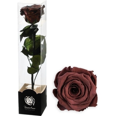 Stabilizovaná růže na stonku 60cm hnědá