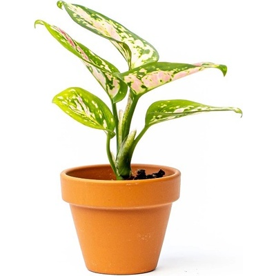 Gardners Aglaonema Red Valentine, průměr 6 cm Aglaonema, Spící panna