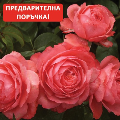 Катерлива Роза Rosanna® -Kordes®