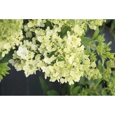 Hortenzie latnatá FloraSelf Hydrangea paniculata 'Magical Matterhorn' výška 50-60 cm květináč 6 l