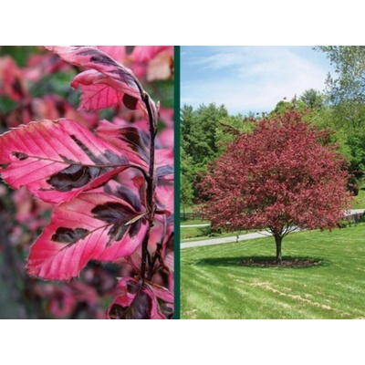 Buk lesný Purpurea Tricolor, výška 80-100 cm, kvetináč 3 l