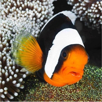 Pohlednice Panda Clownfish