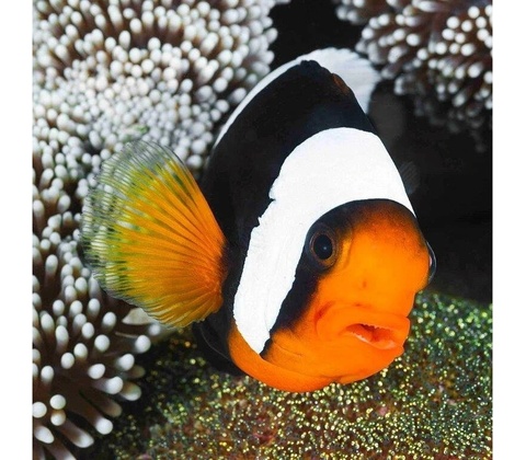Pohlednice Panda Clownfish